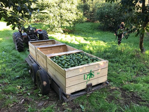 Harvest Tractor